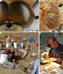 (1) Una libélula moderna tiene ojos compuestos con miles de lentes. (2) Fósil hallado en Emu Bay Shale (Australia). (3) Equipo de excavación en la cantera de Back Quarry. (4) El investigador del CSIC Diego García-Bellido. Fuente: CSIC
