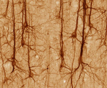 Neuronas de la corteza cerebral. Fuente: Wikimedia Commons.