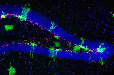 Giro dentado del hipocampo de ratón en el día 7 postnatal. En azul, marcador de núcleos;  en verde, células madre que expresan el gen HOPX; y en rojo, marcador de proliferación celular. Imagen: Daniel A. Berg y Allison M. Bond / Pensilvania.