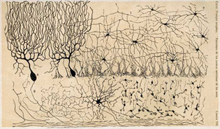 Corte histológico del cerebelo al microscopio, dibujado por Santiago Ramón y Cajal. Fuente: Wikimedia Commons.
