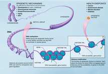 Mecanismo epigenético. Fuente: NIH.