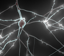 Imagen de una neurona. Blue Brain Project.