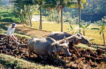 Roturación de arrozales con búfalos en Indonesia. Fuente: Wikimedia Commons.