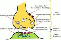 Esquema con los principales elementos en una sinapsis modelo. La sinapsis permite a las células nerviosas comunicarse con otras. Fuente: Wikimedia Commons.