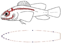Los sensores para la navegación tratan de imitar las líneas laterales de los peces. Fuente: MIT.