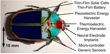 Prototipo de escarabajo con transformaciones. Fuente: Universidad de Michigan.