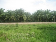 Las plantaciones de aceite de palma para biocombustibles generarían un nivel de emisiones de carbono similar al de la gasolina. Fuente: Wikimedia Commons.