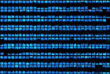 Miles de bacterias E. coli fluorescentes conforman un biopixel. Imagen: Hasty Lab. Fuente: UC San Diego.
