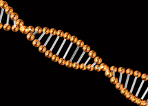 Estructura de una sección de ADN. Fuente: PhotoXpress