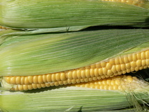 El maíz, ejemplo de planta utilizada para la fabricación de biocombustibles. Fuente: photoXpress.