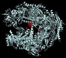 ARN Polimerasa II, uno de los elementos que "obedece" al gen Npas4 en el proceso de formación de recuerdos. Fuente: Wikimedia Commons.