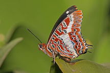 El vuelo de las mariposas podría brindar claves trascendentes para el desarrollo de pequeños robots aéreos con diversas aplicaciones. Fuente: Wikimedia Commons.