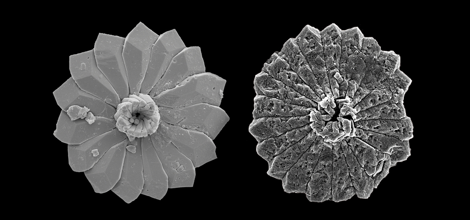 En la izquierda, un espécimen relativamente bien conservado, previo a un evento de acidificación de hace 56 millones de años. En la derecha un espécimen corroído por el evento de acidificación. Imagen: Patrizia Ziveri (ICTA-UAB)