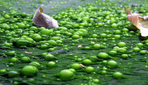 Las algas marinas podrían ser una importante fuente de biocombustibles en el futuro, y además proporcionar distintos beneficios ambientales. Fuente: Wikimedia Commons.
