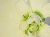 Arabidopsis. Imagen: Ego Sum Daniel. Fuente: Flickr.com.