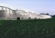 Riego en cultivo de algodón. Fuente: Wikimedia Commons.