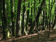 Bosque caducifolio. Fuente: Wikimedia Commons.