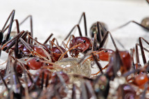 Hormigas sociales. Fuente: Wikimedia Commons.