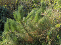 Pinus pinaster. Fuente: Wikimedia Commons.