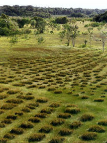 Campos de cultivo en la sabana amazónica. Fuente: Universidad de Exeter.