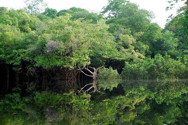 Orilla del río Negro (Amazonas), al oeste de la ciudad de Manaus. Fuente: Wikimedia Commons.