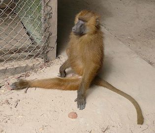 Ejemplar de babuino Papio Papio, similar al del experimento. Imagen: Atamari.