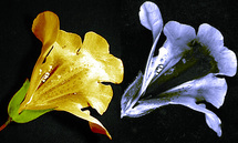 El gen identificado podría ser útil para la Biotecnología. Imagen: Flor de Mimulus. Fuente: Wikimedia Commons..