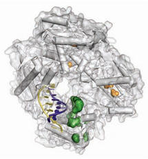 Los investigadores han seguido las mutaciones en enzimas AXN polimerasas. Imagen: Vitor Pinheiro et al./Science.