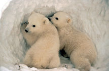Crías de oso polar. Fuente: Wikimedia Commons.