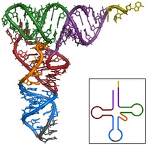 Estructura del ARN. Fuente: Wikimedia Commons.