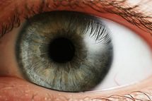 La pupila regula la cantidad de luz que le llega a la retina. Fuente: Wikimedia Commons.