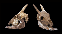 Cráneos de Myotragus balearicus, la especie analizada en las Islas Baleares. Fuente: Wikimedia Commons.