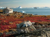 Ecosistema de la tundra, en Groenlandia. Fuente: Wikimedia Commons.