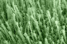 Imagen de microscopio de los revestimientos desarrollados en los nanocables. Fuente: Stanford Nanocharacterization Laboratory.