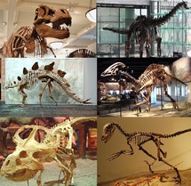 Esqueletos de varios dinosaurios. Fuente: Wikimedia Commons.