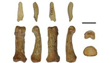 Restos del pulgar de un simio fósil de Castell de Barberà. La fila superior son diferentes vistas de una falange distal parcial. La fila inferior son las de una falange proximal. Imagen: Sergio Almécija / ICP.