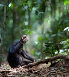 Un chimpancé (Pan troglodytes) rompiendo nueces. Imagen: Luncz et al. Fuente: Current Biology. Un chimpancé (Pan troglodytes) rompiendo nueces. Imagen: Luncz et al. Fuente: Current Biology.