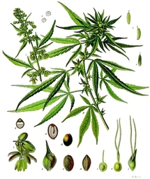 Cannabis. Fuente: Wikimedia Commons.
