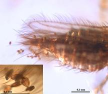 Polen de gimnosperma adherido al abdomen y alas de un insecto tisanóptero. Fuente: UB.