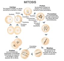 Diagrama que muestra el proceso de mitosis. Juliana Osorio. Click para ampliar.