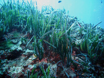 Pradera de Posidonia oceanica. Fuente: Wikimedia Commons.