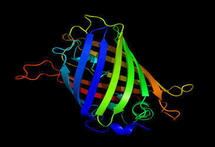 Las proteínas verdes fluorescentes ayudan a medir el calor intracelular. Imagen: Richard Wheeler (Wikipedia)