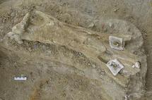 Tibia de mamut de más de 700.000 años hallada en la Boella. Imagen: IPHES