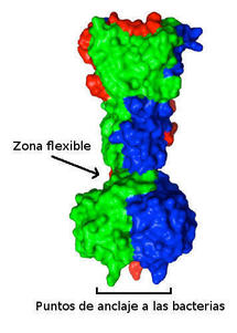 Estructura de las proteínas de anclaje a la pared bacteriana. Imagen: CNB-CSIC.