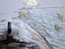 Osos polares del Ártico. Fuente. Wikimedia Commons.