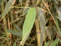 La detección de estos 'gusanos' en los procesos de depuración es una garantía de la calidad de las aguas y lodos resultantes. Fuente: Puravida.