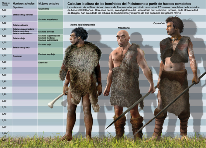 Los investigadores han calculado la altura de los homínidos del Pleistoceno a partir de huesos completos. Imagen: SINC/José Antonio Peñas.