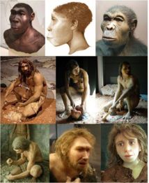 Algunas especies de Homo (de derecha a izquierda): H. habilis, H. ergaster, H. erectus; H. antecessor - hombre, mujer, H. heidelbergensis; H. neanderthalensis - mujer joven, hombre, H. sapiens sapiens. Imagen: ישראל קרול.