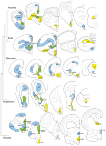 Localización de dos redes neuronales compartidas por los cerebros de varios vertebrados. La red de comportamiento social (en amarillo) y el sistema mesolímbico de recompensa (en azul) son dos redes neuronales clave en la regulación del comportamiento y presentan conexiones funcionales entre los circuitos (en verde). Imagen: Hans Hofmann. Fuente: Science.