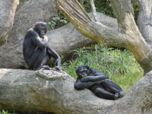 Bonobos en el zoo deCincinnati. Greg Hume.